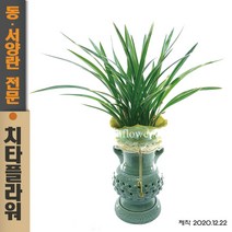 치타플라워 동양란 황룡관 [CD06-014] 승진 개업 축하 난 동양난 영전 취임 생일 선물 화분 고급 란 전국 당일 배송 꽃배달
