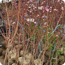 목하원예조경 복숭아나무 (결실주)