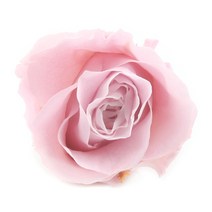프리저브드 플라워 장미 연보라 24송이
