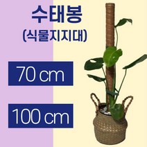 오링식물지지대 TOP 가격비교