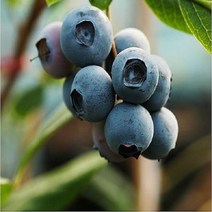 착한가격 나무생각 블루베리(챈티클리어)*6~7년생(결실주), 주