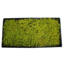 국산 털깃털이끼 한판(30cmx60cm) 롤링모스가든, 1개