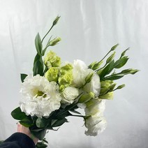 [꽃 마실] 리시안셔스 한다발 생화 5가지 색상 (20송이), 화이트