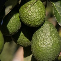 HACHO_ 아보카도요리 아보카도 아보카도먹는법 아보카도오일먹는법 아보카도오일효능, 옵션_ 고씨네 특급 냉동아보카토1KG 생아보카도 아보카, 옵션_ 아보카도 냉동 1kg, 1개