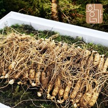 황가네 산양산삼 50g 100g 130g, 50g 약 15~20뿌리