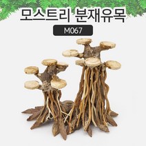 AM 모스트리 분재유목(S) M067