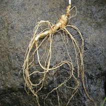 삼삼팔이 산양삼 7년근 8뿌리 당일발송 하루배송 장뇌삼 산양산삼