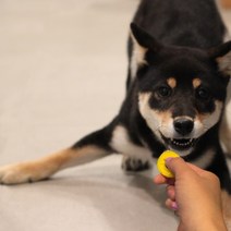 크레이티브펫 훈련용 똑딱이 (클리커 트레이닝) 클리커, 화이트똑딱이
