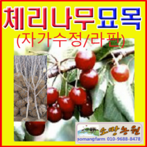 (D)자가수정 체리(콜트대목 라핀)묘목(접목3년)결실주