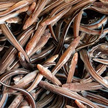 통영 바다장어 국산 손질 자연산 붕장어 아나고 소스제공 1kg 소 11미내외