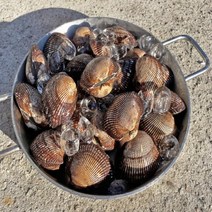 [벌교맛조개] 거제도 자연산 생물 개조개 대합 조개 1kg, 단품