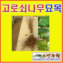 (G소망)고로쇠나무묘목(고로쇠단풍) 실생2년 10그루