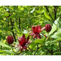 자주받침꽃 씨앗 Calycanthus floridus Carolina allspice 50립 100립