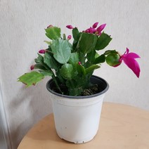 게발선인장(S) 2019 새상품