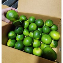 무농약청귤 제주청귤5kg 친환경청귤 제주무기농 제주청귤 청귤청 청귤5kg 1개 안심되는 무농약과일 제주산지직송