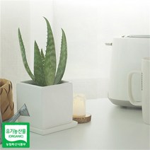 sksnml_알로에 사포나리아 모종 1개 나리아 키우기 껍질째먹는 채먹는 애기 생알로에 식물키우기♥ujeongs, ujeongs!!