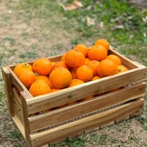제주도 농장직송 과일 만감류 고당도 카라향, (정품) 3kg, 1개