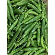 패밀리 국내산 오이맛 아삭이고추 안매운고추 풋고추 특품 1kg 3kg 5kg 10kg, 오이고추(특) 10kg