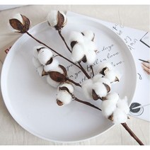 라온[MSGK] 목화조화 목화가지 목화꽃, 2p