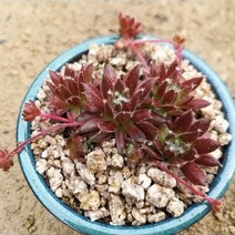 쥬얼리바위솔 세라믹도자기 화분 반려식물