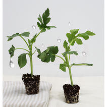 내가 키우는 망고수박모종 흑피애플수박모종 5주-40주 식목일 식물 기르기, 망고수박모종 5주