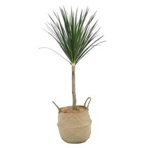 드라코 해초바구니 포함 150cm 공기정화 화분 선물 식물 인테리어 코스트코