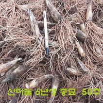 산마늘 6년생 모종 =50주 판매., 산마늘 6년생 50주