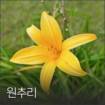 원추리 50g