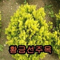 황금선주목나무 삽목2년묘 5그루 나무 묘목 꽃나무 유실수 과일나무 조경수 울타리나무