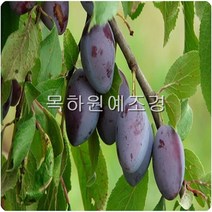목하원예조경 자두나무 묘목 서양자두 푸룬 (슈가) 접목1년특묘, 푸룬(푸른) 슈가 접목1년