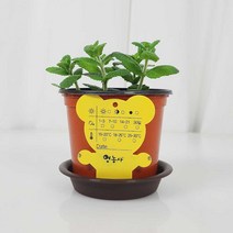 애플민트 생화 세트 키우기, 단품