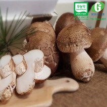 무농약 생 송이향버섯 900g(실속형)/bh 송이버섯맛 표고버섯향 친환경 신품종 표고버섯, 1개