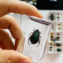 조각품 명확한 수지 문진 견본에있는 각종 곤충, 28 28