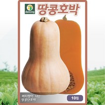 다농 땅콩호박 씨앗 호박 씨 종자 10립, 1개