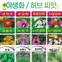 꽃씨 모음 노지 월동 사계절 봄파종 다년생 야생화 할미꽃 분홍달맞이 라벤다 봉선화 무궁화 꽃씨앗, 허브19. 카모마일 Matr 500립