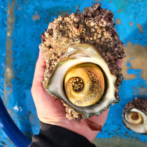 [오독오독한 육질이 좋은] 조업한 통영 뿔소라1kg 5~10미, 1통, 대(5-7미)