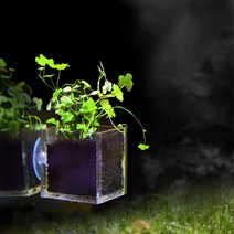 [헬로아쿠아] 수초)플랜트케이스 노치도메-어항부착형 수중식물, 상세 설명 참조