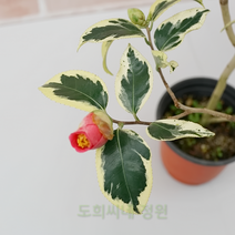 도희씨네 정원>> 고급품종 동백이 월의취설 250, 1개” class=”wr-img”></a></div></div></div></div><div class=