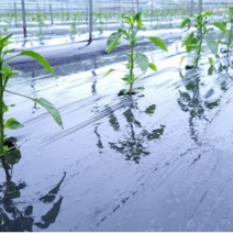 해충 억제 흑색 멀칭 비닐 두께0.02mm 폭90/100/120cm 길이100m 농업용 농사용 썬라이크 필름, 120cm/100m(일반농/텃밭농 등)