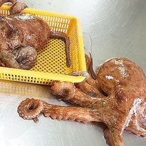 통영가리비 조개구이 왕우럭 털게 각굴 굴구이 굴찜, 1box, 자연산 돌문어500g
