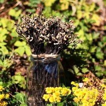 온유네 최상품 국산 친환경 무농약 최고등급 개구리 햇 먹고사리 50g 100g