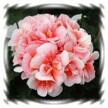 [어린모종]제라늄(영양계-조날) : 8cm분, 문라이트로키