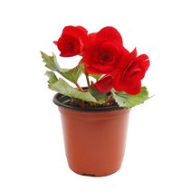 갑조네 꽃베고니아 공기정화식물 꽃있는 식물 봄꽃 실내공기정화, 꽃베고니아(랜덤)(소품), 1개