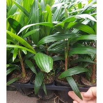 행복한꽃순이 관음죽(소품), 5개