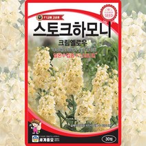 스토크 하모니크림 옐로우 씨앗 스토크 씨 일년생 꽃 종자 30립, 1개