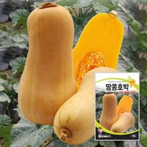 땅콩호박종자 땅콩호박씨 씨앗 10립
