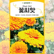 2023년 생산품 고급모음 꽃씨앗 일년생 다년생 야생화 사계절 꽃씨 종자, 4 만수국80립