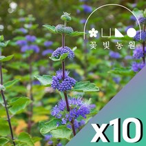 층꽃나무 3치포트 X10개 숙근 다년생 노지월동 야생화 보라색꽃 층꽃풀, 3치포트 (10개)