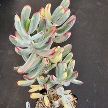 다육식물(원종복랑금) 130(3), 1개