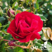 [나무인] 사계덩굴장미 줄장미 심파시(빨강색), 1개